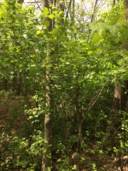 Crataegus schuettei
