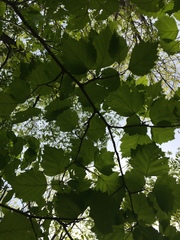 Crataegus schuettei
