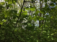 Crataegus schuettei