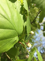 Crataegus schuettei