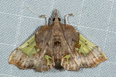 Atelocentra