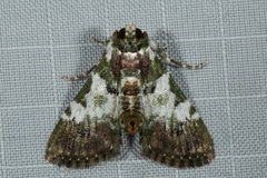 Termioptycha