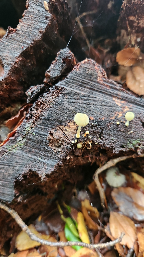 Mycena interrupta · January 2026 · photo: © squidney8 (iNaturalist, cc0)