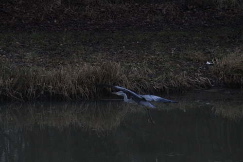 iNaturalist: (c) alexmalo, some rights reserved (CC BY-NC), uploaded by alexmalo iNaturalist image