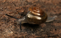 Urocyclidae