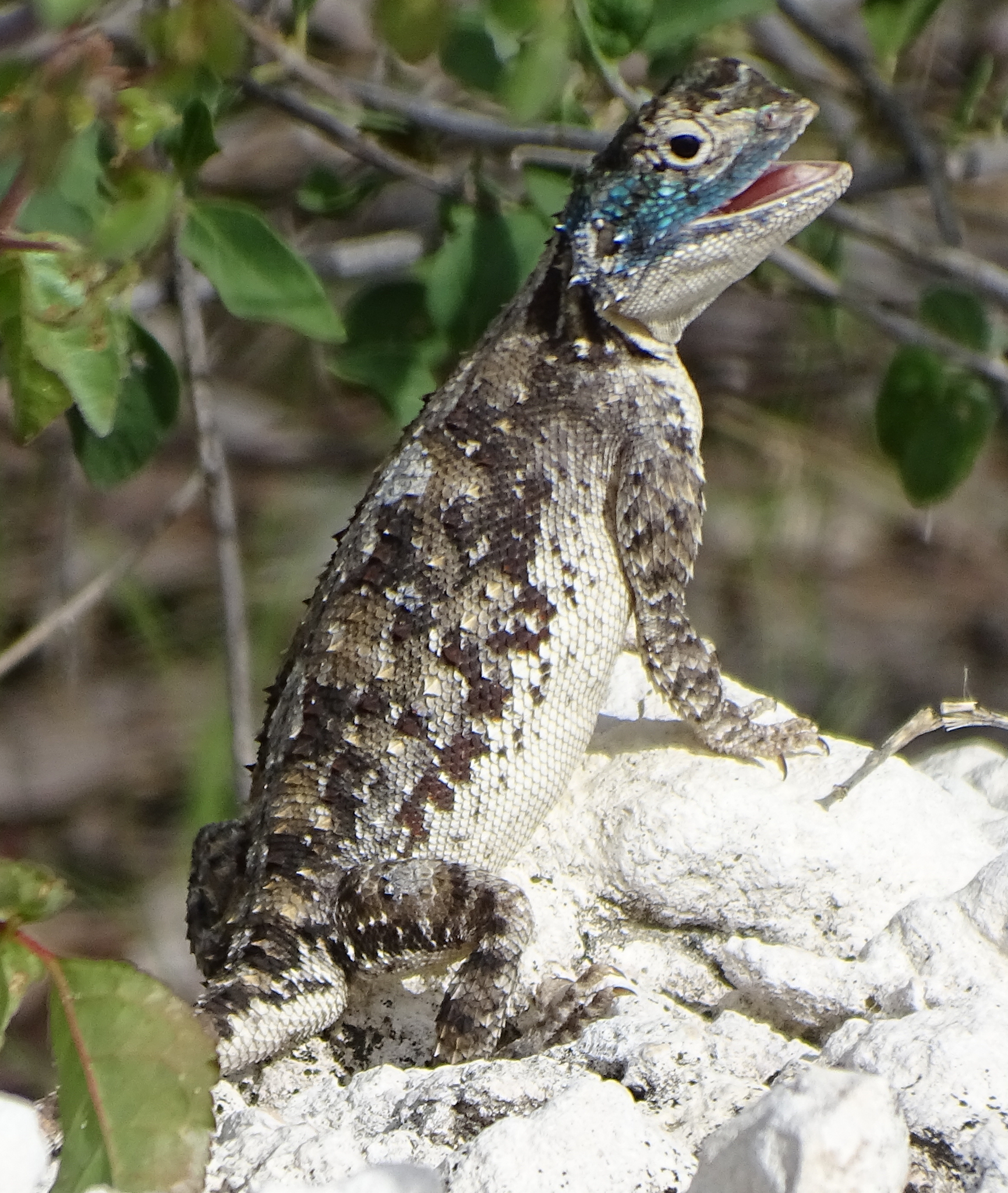 Agama aculeata Merrem, 1820