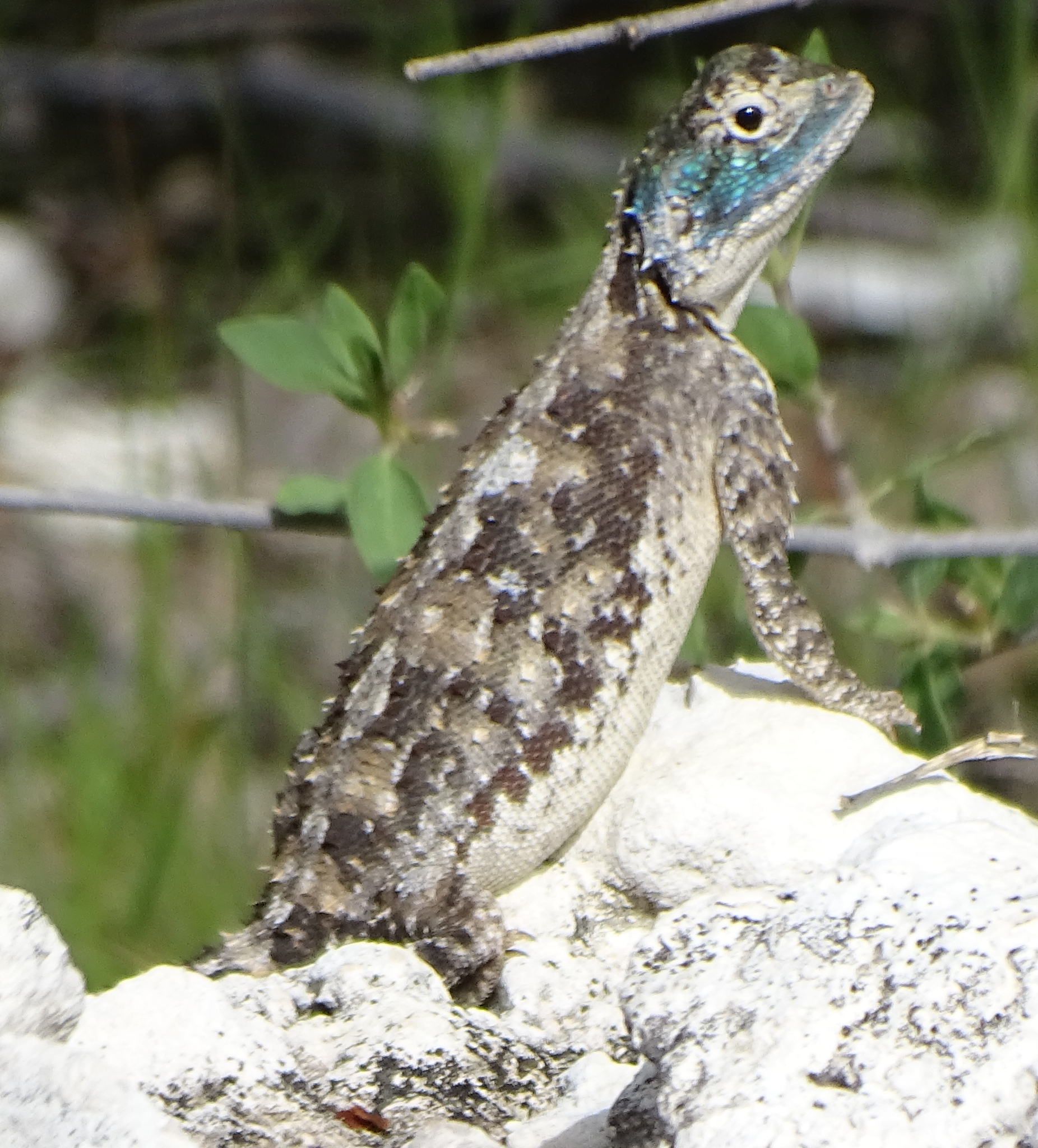 Agama aculeata Merrem, 1820