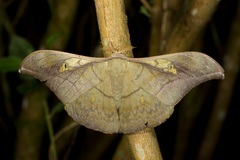 Antheraea rosieri
