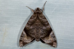 Acosmeryx pseudonaga