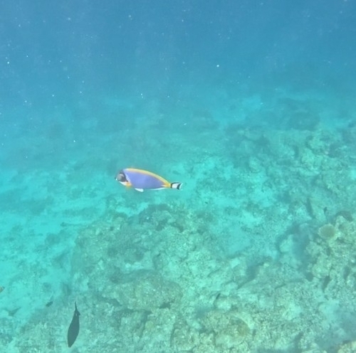 Acanthurus leucosternon