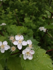 Crataegus schuettei