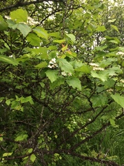 Crataegus schuettei