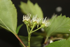 Crataegus schuettei