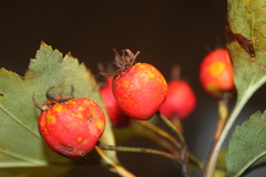 Crataegus schuettei