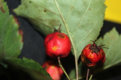 Crataegus schuettei