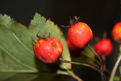 Crataegus schuettei