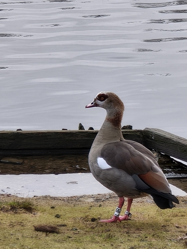 iNaturalist: (c) mildred_ehrenfeld, some rights reserved (CC BY-NC), uploaded by mildred_ehrenfeld iNaturalist image