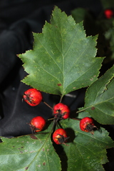 Crataegus schuettei