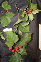 Crataegus schuettei
