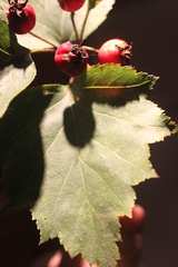 Crataegus schuettei