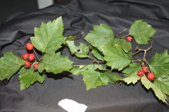 Crataegus schuettei