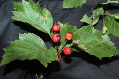 Crataegus schuettei