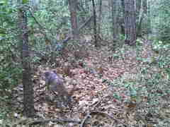 Canis latrans ochropus