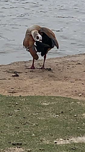 iNaturalist: (c) rcsanderstx, some rights reserved (CC BY-NC) iNaturalist image