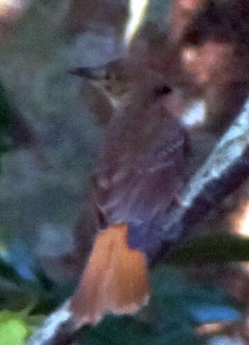 Tropical Royal Flycatcher (Onychorhynchus coronatus), photo 4