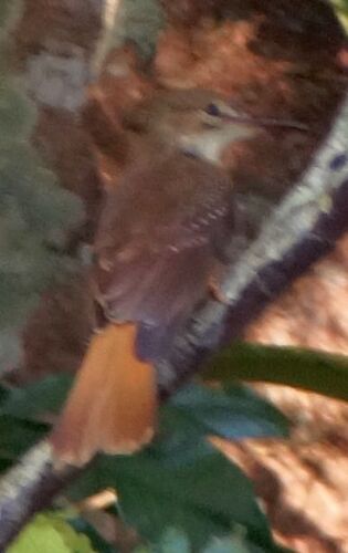 Tropical Royal Flycatcher (Onychorhynchus coronatus), photo 3