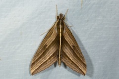 Elibia dolichus