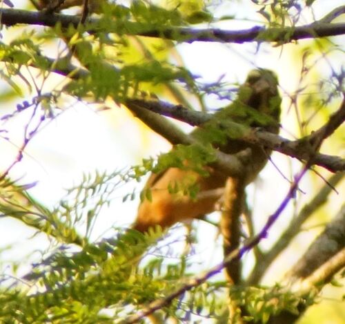 Cinnamon-bellied Saltator (Saltator grandis), photo 4