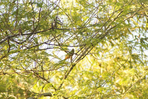 Cinnamon-bellied Saltator (Saltator grandis), photo 5