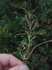 Elymus churchii