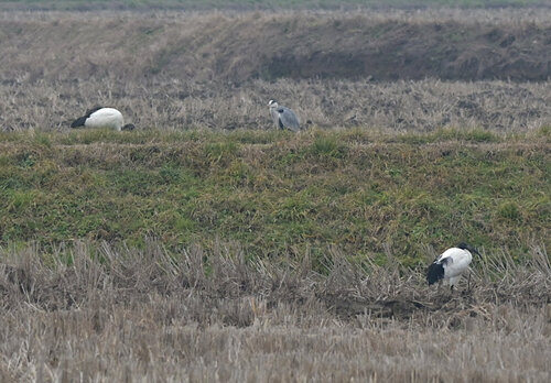 iNaturalist: (c) Simon Newell, some rights reserved (CC BY-NC), uploaded by Simon Newell iNaturalist image