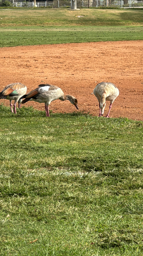 iNaturalist: (c) julianme, some rights reserved (CC BY-NC) iNaturalist image