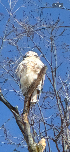Red-tailed Hawk