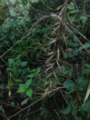 Elymus churchii