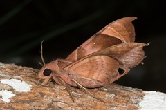 Eurypteryx bhaga