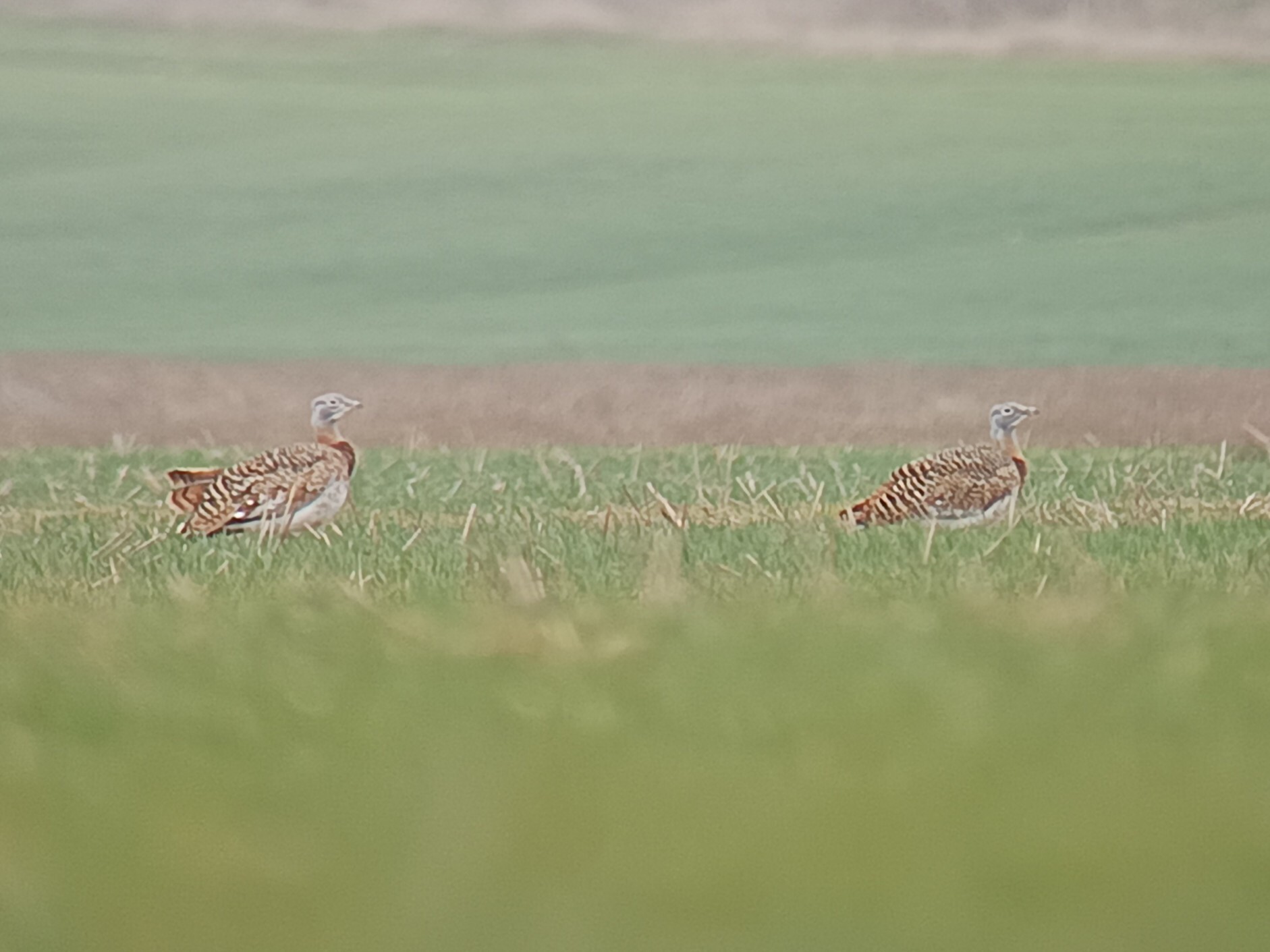 Great Bustard (Otis tarda), photo 4