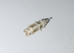 Carposinidae