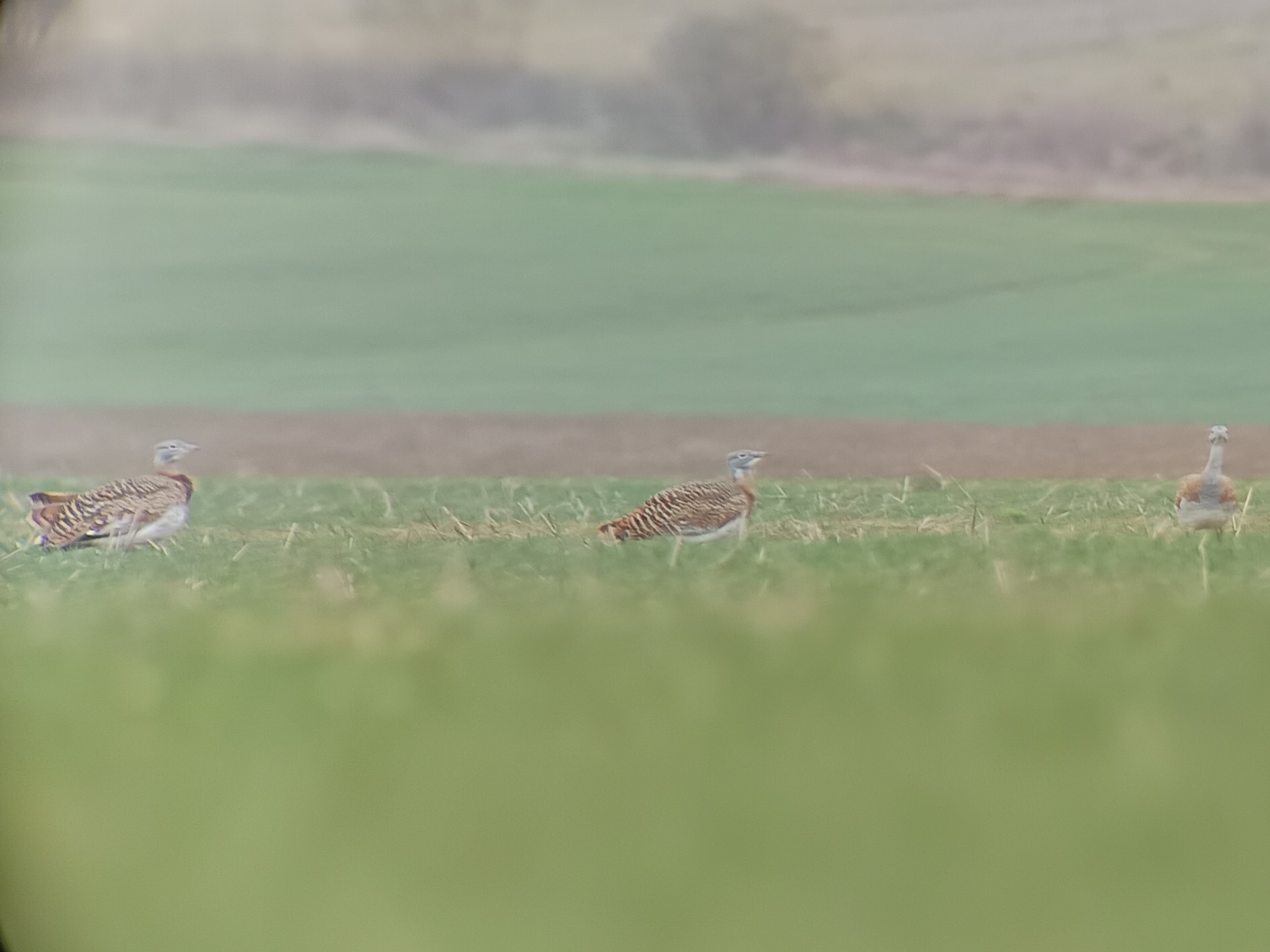Great Bustard (Otis tarda), photo 5