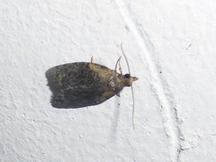 Capua intractana