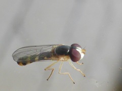 Allograpta ventralis