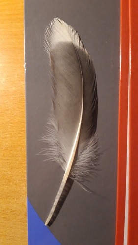 Plume de Goéland brun