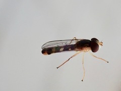 Allograpta ventralis