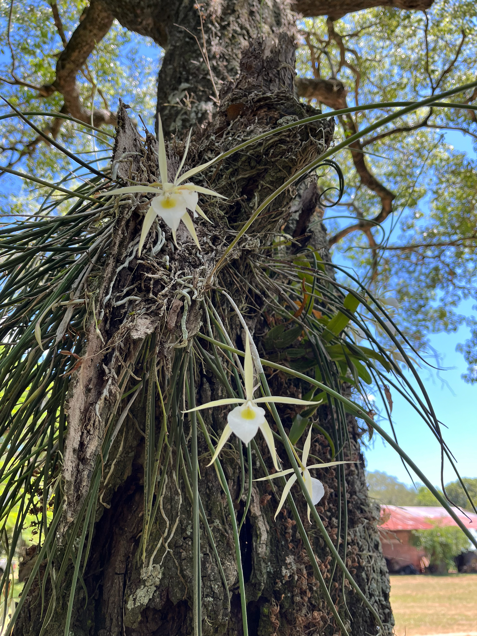 Imagem de Orquídea Cebolinha