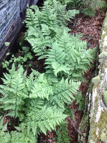 Dryopteris carthusiana iNat (1)