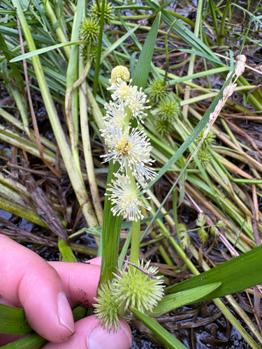 unbranched bur-reed (Sparganium emersum)