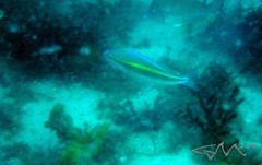 Pentapodus paradiseus